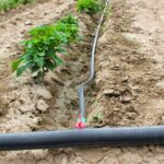 Riego eficiente: Eleva tu jardín y huerto al próximo nivel con sistemas de riego por goteo